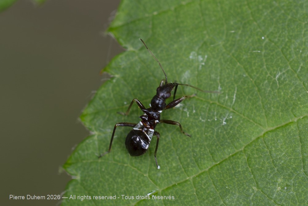 Himacerus mirmicoides