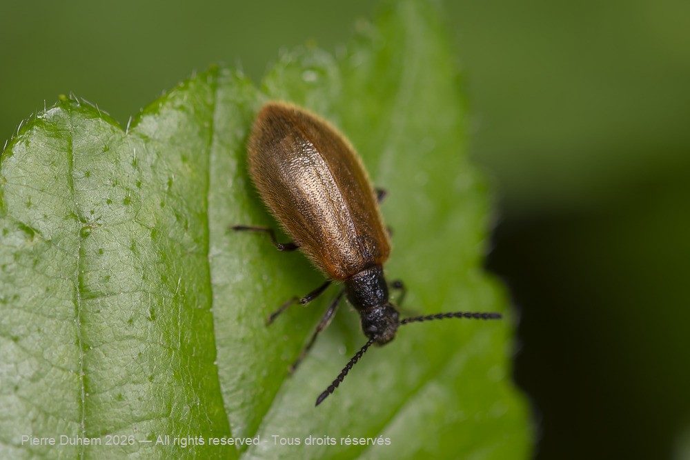 Lagria hirta