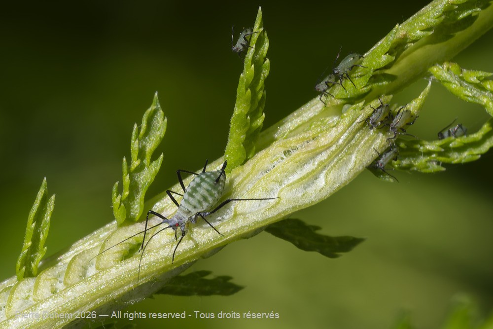 Macrosiphoniella artemisiae