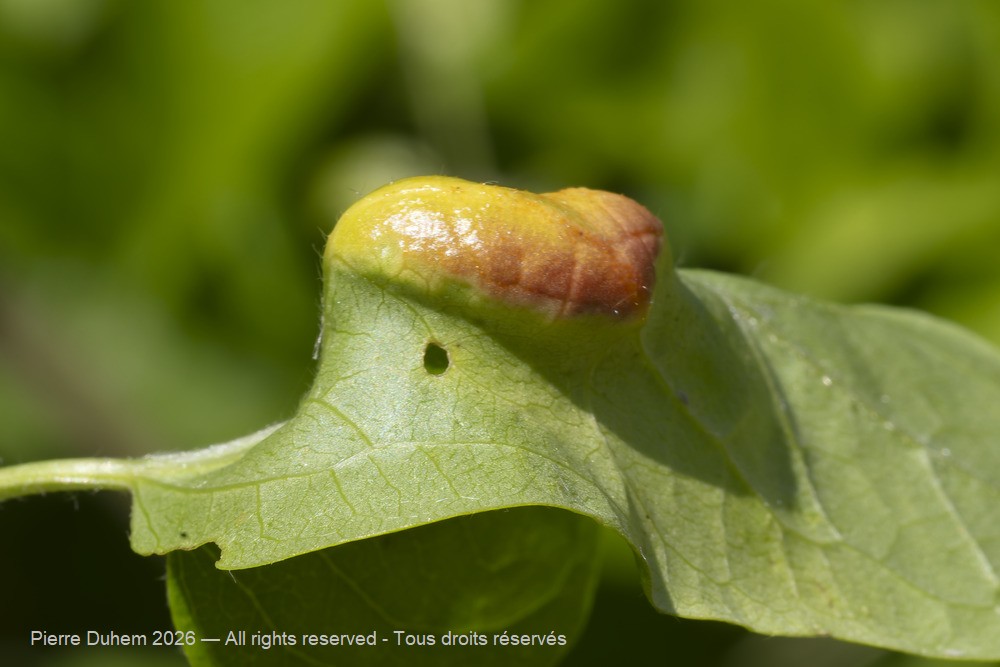 Fungi > Pucciniales > Incertae_sedis > Aecidium clematidis
