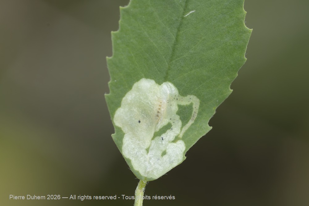 Insecta > Diptera > Agromyzidae > Agromyza nana