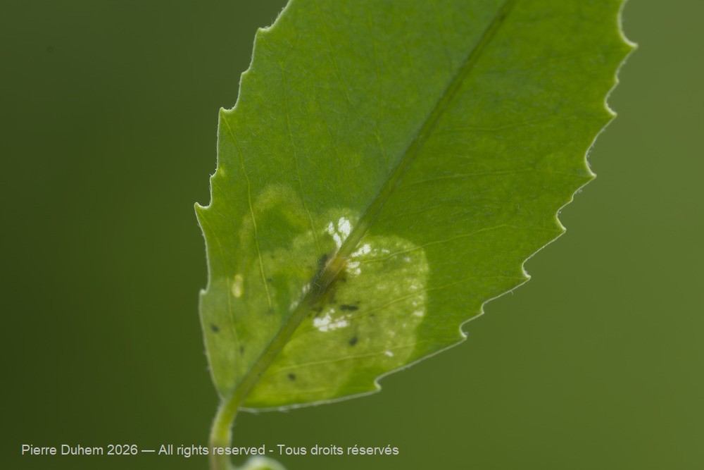 Insecta > Diptera > Agromyzidae > Agromyza nana
