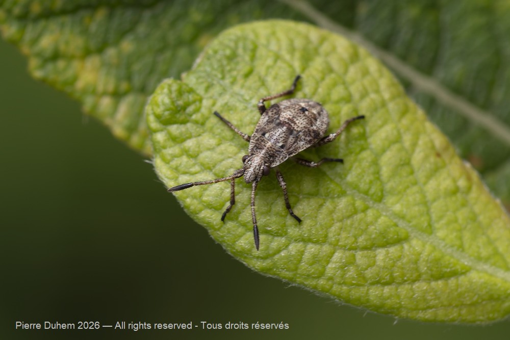 Stictopleurus sp.