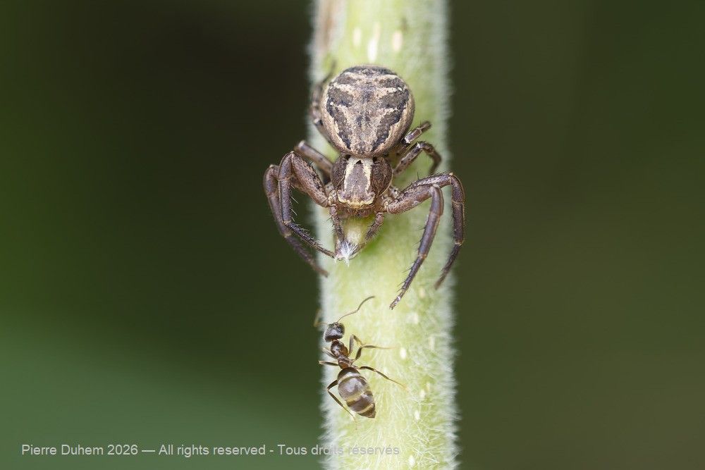 Xysticus cf. cristatus