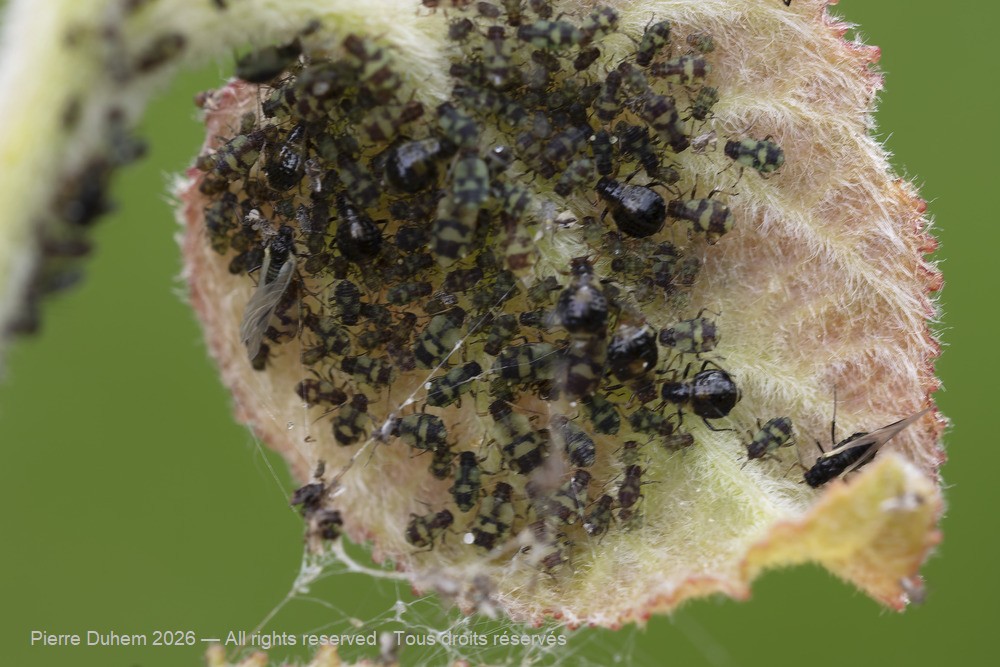 Chaitophorus populeti