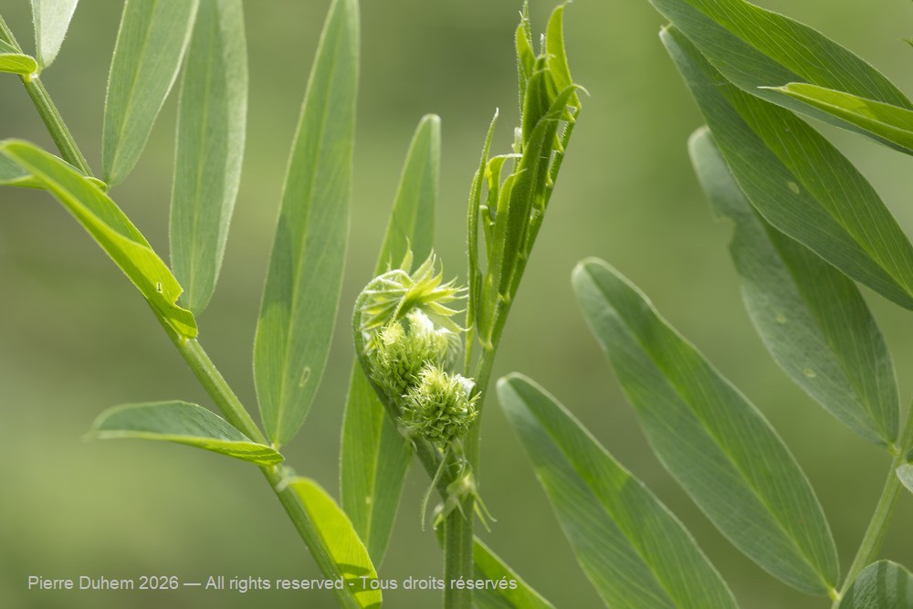  > Fabales > Fabaceae > Galega officinalis