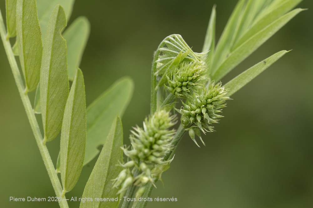  > Fabales > Fabaceae > Galega officinalis