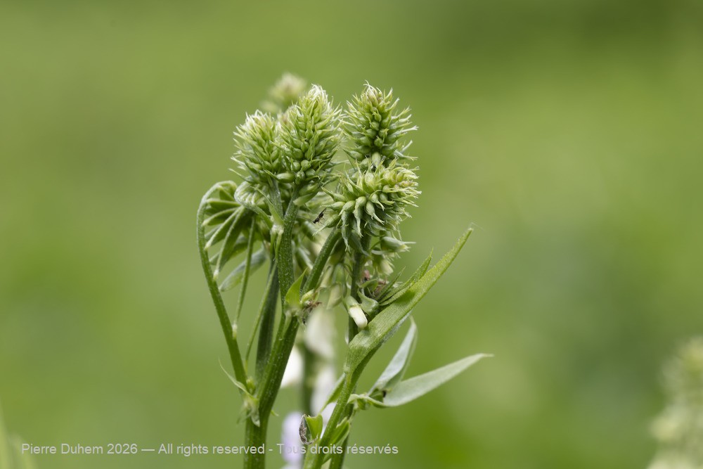  > Fabales > Fabaceae > Galega officinalis
