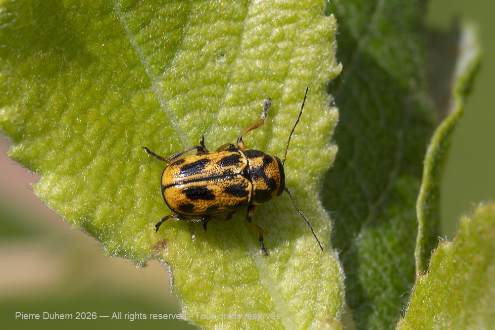 Pachybrachis hieroglyphicus