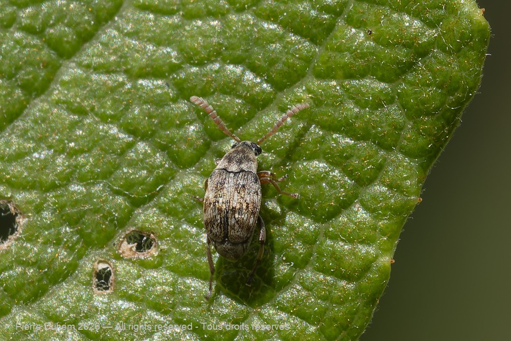 Bruchidius imbricornis