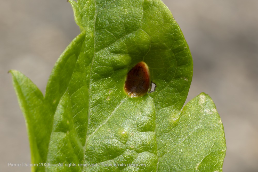 Fungi > Pucciniales > Incertae_sedis > Aecidium clematidis