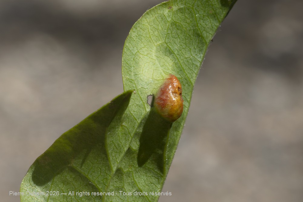 Fungi > Pucciniales > Incertae_sedis > Aecidium clematidis