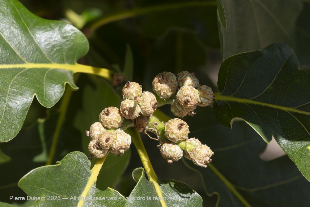 > Fagales > Fagaceae > Quercus pubescens