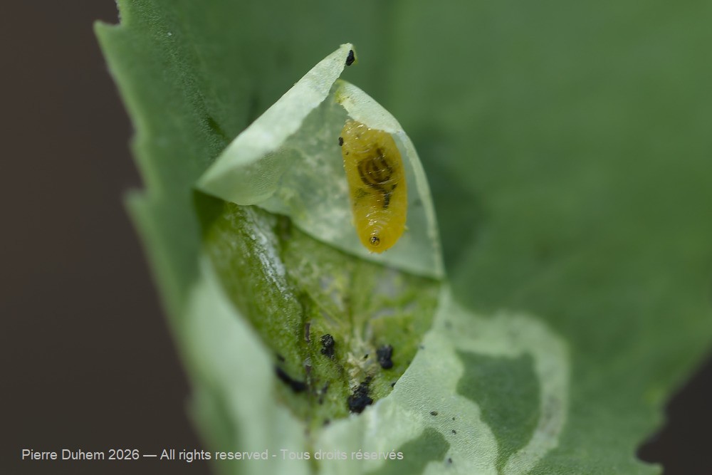 Insecta > Diptera > Agromyzidae > Agromyza nana