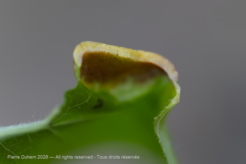 Fungi > Pucciniales > Incertae_sedis > Aecidium clematidis