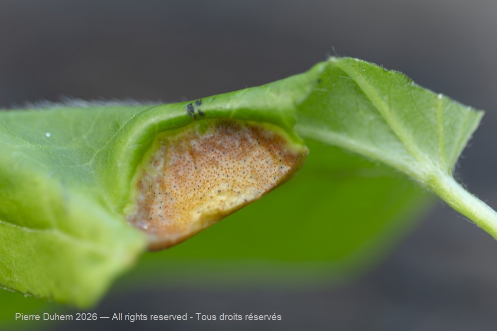 Fungi > Pucciniales > Incertae_sedis > Aecidium clematidis
