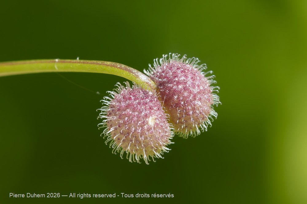 Galium aparine