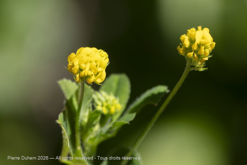  > Fabales > Fabaceae > Medicago lupulina