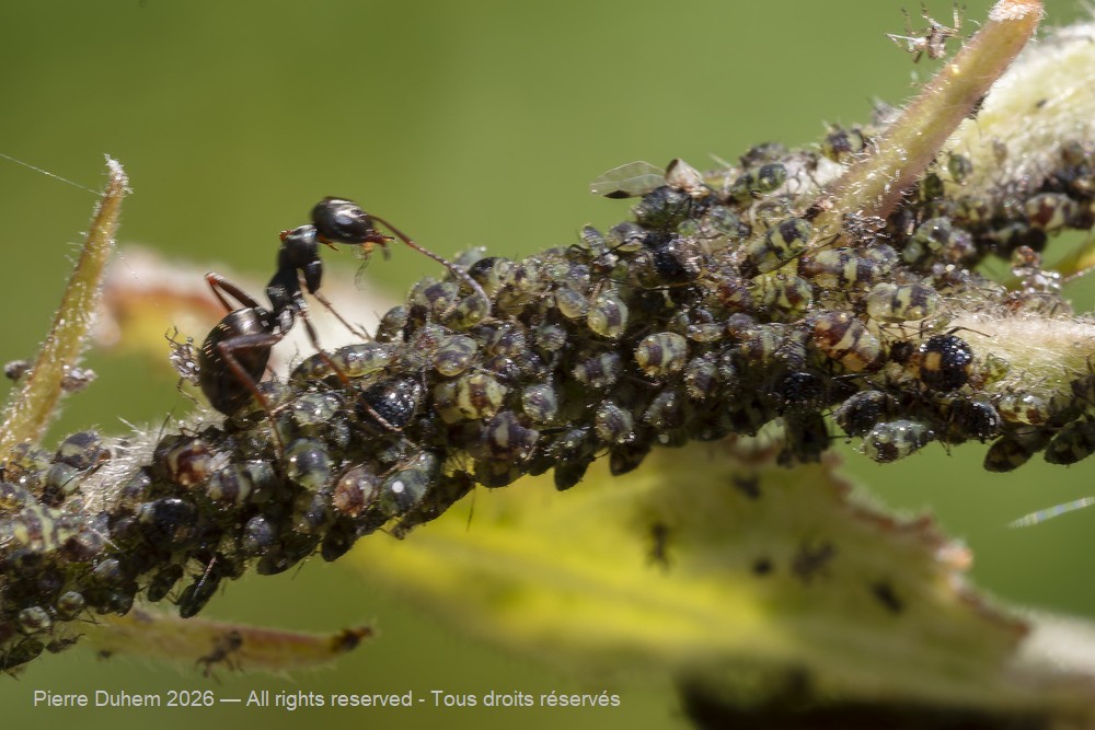 Insecta > Sternorrhyncha > Aphididae > Chaitophorus populeti