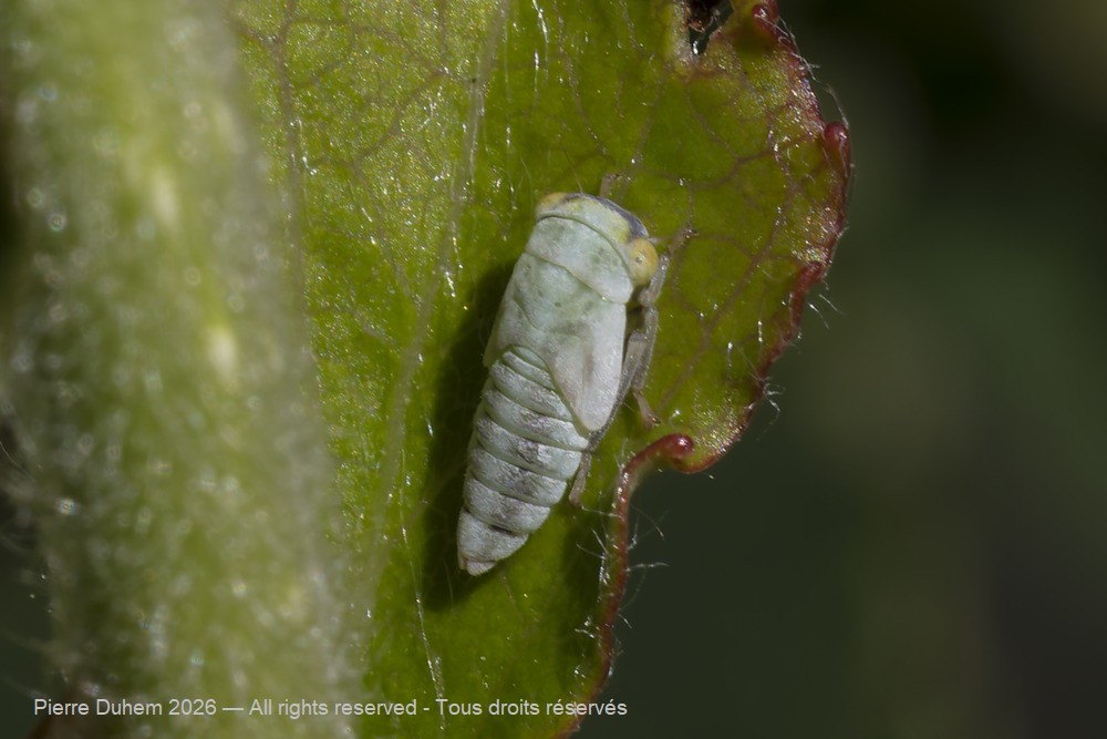 Insecta > Auchenorrhyncha > Cicadellidae > Tremulicerus distinguendus