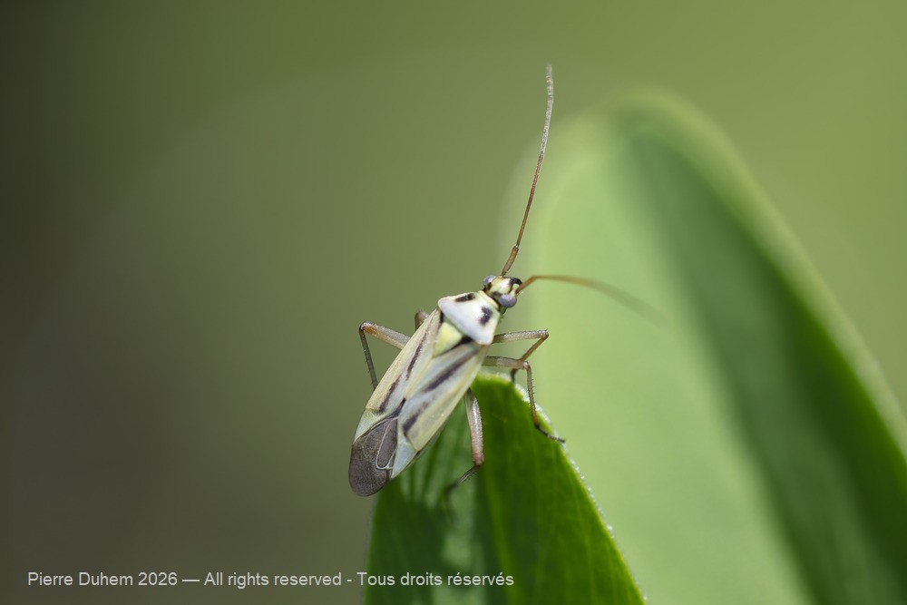 Insecta > Heteroptera > Miridae > Stenotus binotatus
