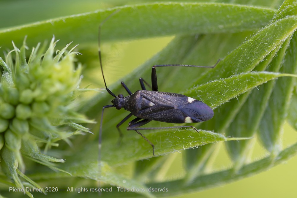 Insecta > Heteroptera > Miridae > Closterotomus ventralis
