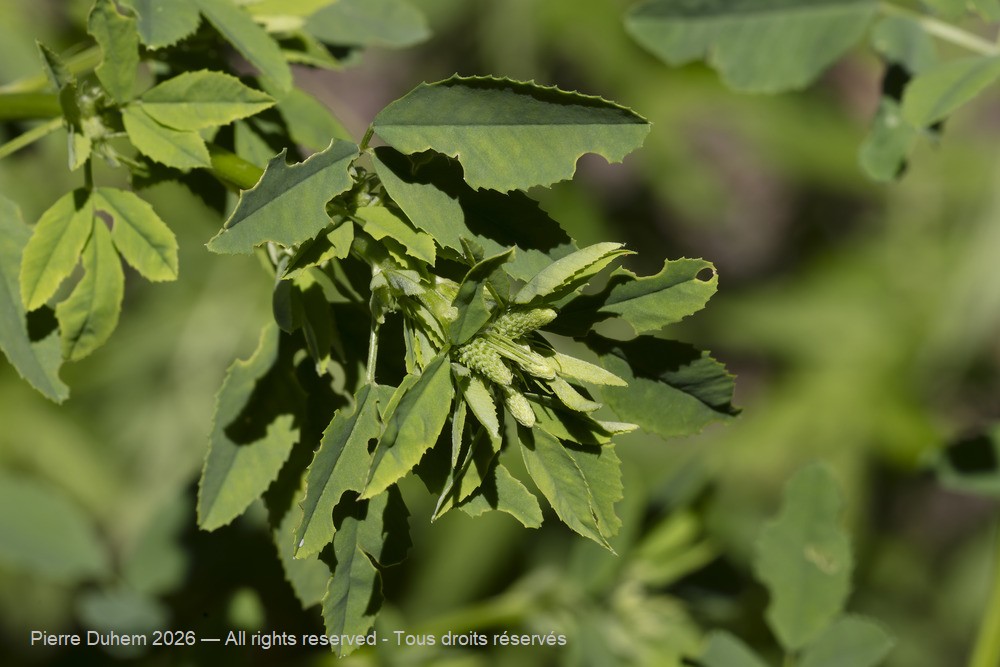  > Fabales > Fabaceae > Melilotus albus