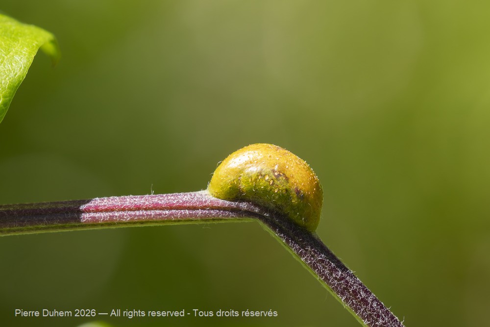 Fungi > Pucciniales > Incertae_sedis > Aecidium clematidis