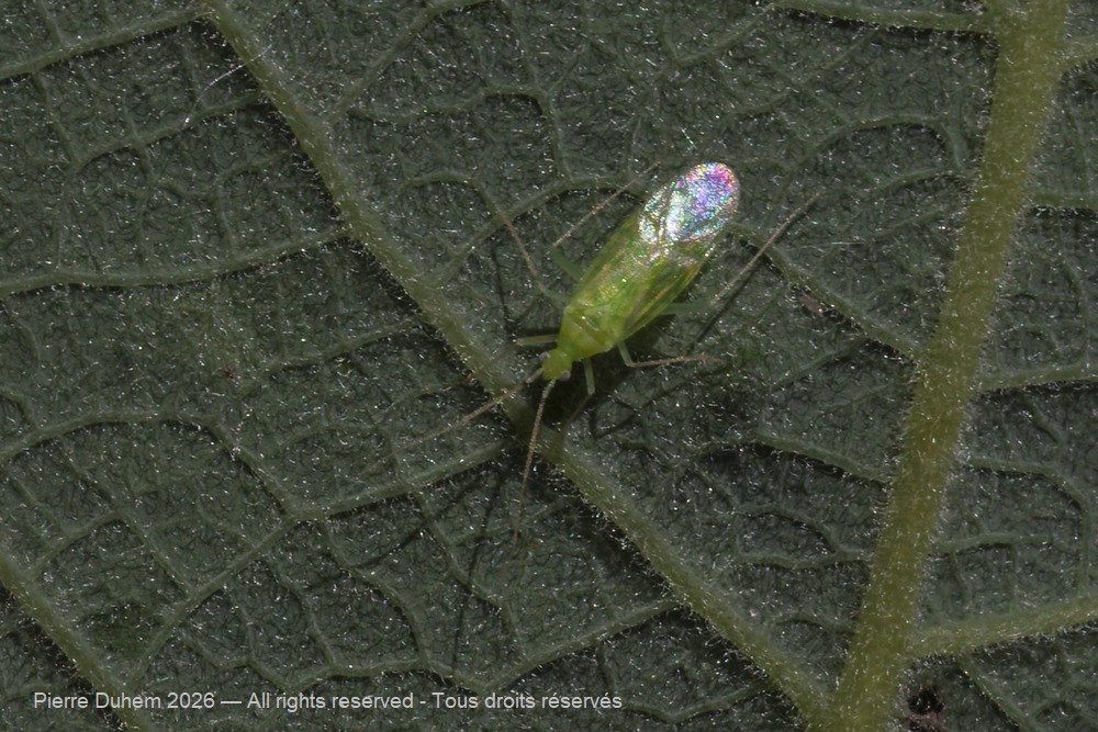Insecta > Heteroptera > Miridae > Malacocoris chlorizans