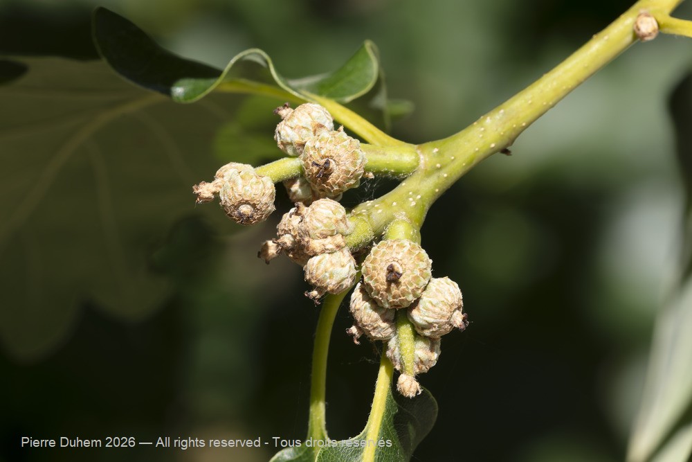  > Fagales > Fagaceae > Quercus pubescens
