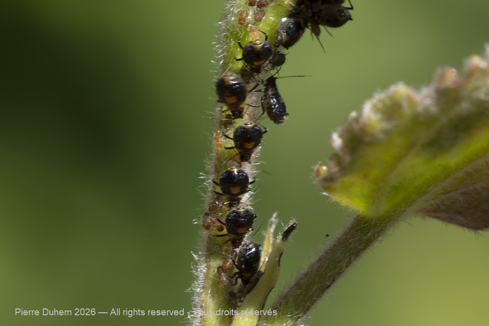 Insecta > Sternorrhyncha > Aphididae > Chaitophorus populeti