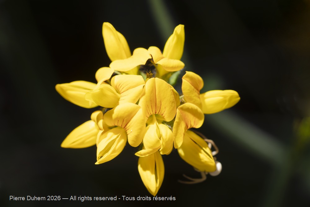  > Fabales > Fabaceae > Lotus pedunculatus