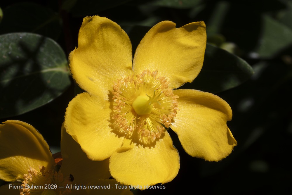  > Malpighiales > Hypericaceae > Hypericum x hidcoteense