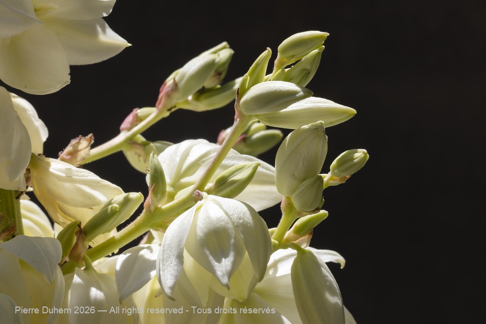  > Asparagales > Asparagaceae > Yucca flaccida