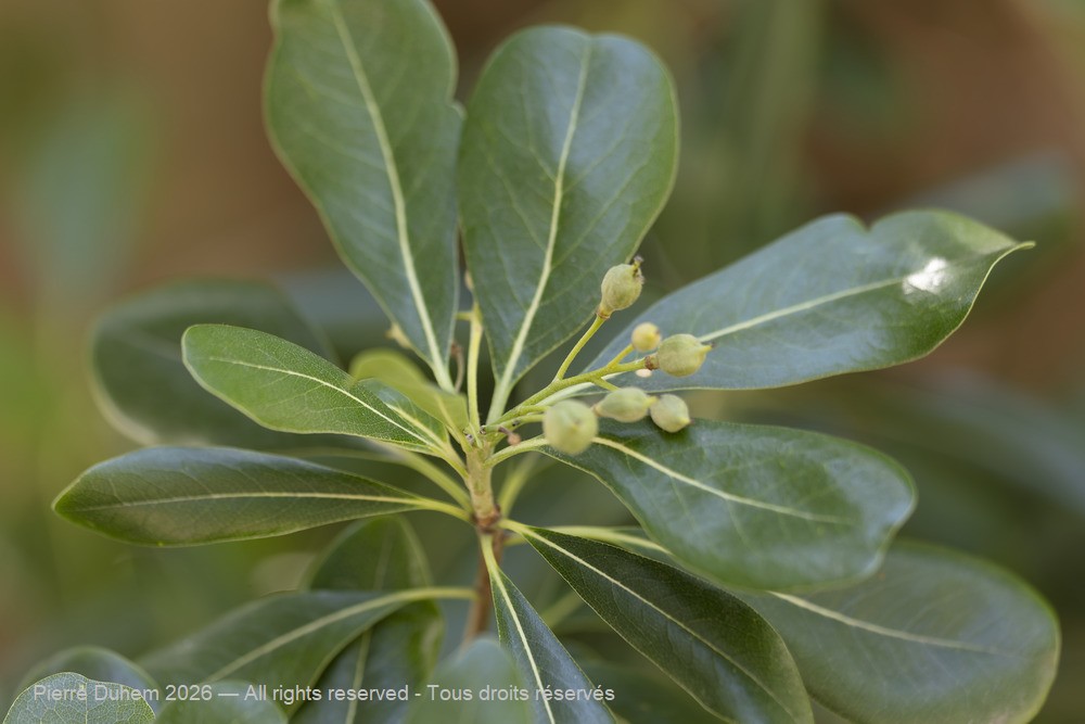  > Apiales > Pittosporaceae > Pittosporum heterophyllum