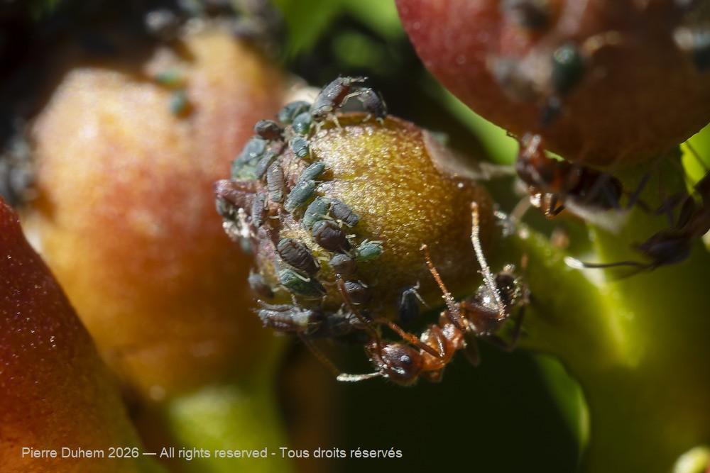 Insecta > Sternorrhyncha > Aphididae > Aphis fabae