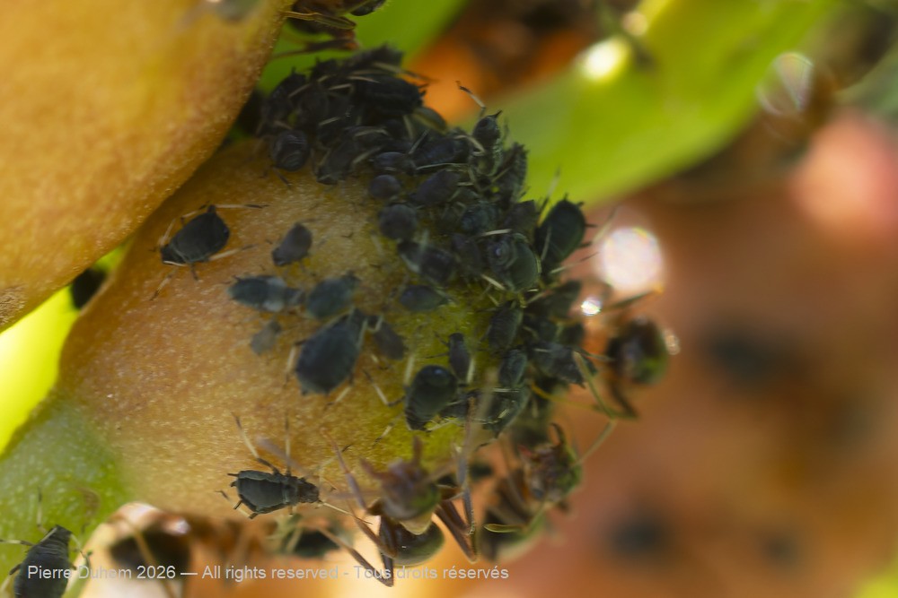 Insecta > Sternorrhyncha > Aphididae > Aphis fabae