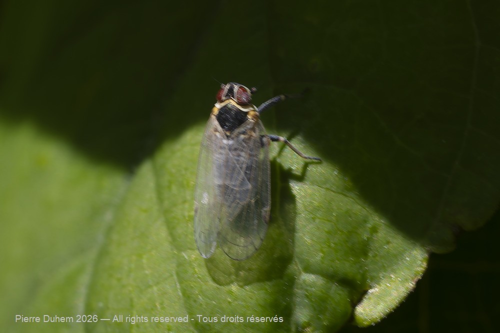 Insecta > Auchenorrhyncha > Delphacidae > Javesella pellucida