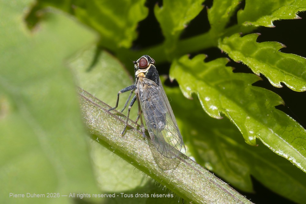 Insecta > Auchenorrhyncha > Delphacidae > Javesella pellucida