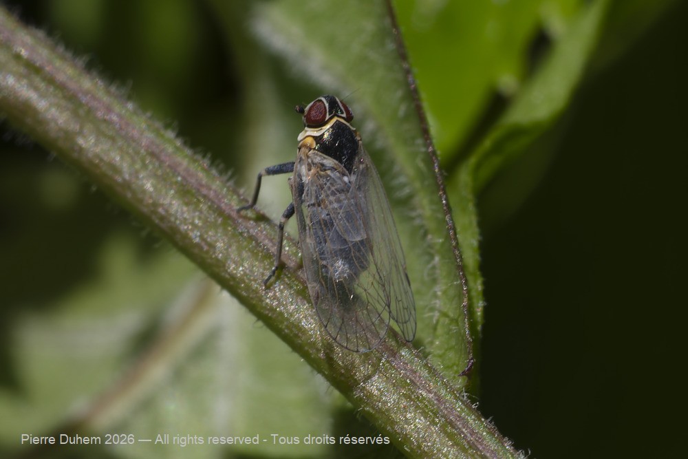 Insecta > Auchenorrhyncha > Delphacidae > Javesella pellucida