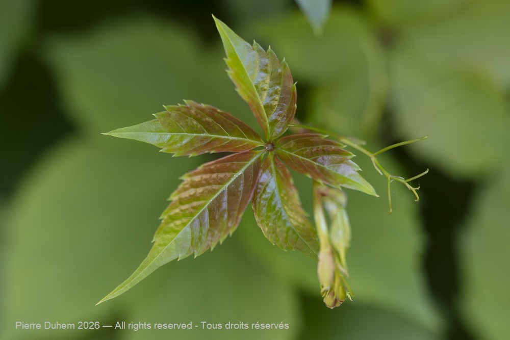  > Vitales > Vitaceae > Parthenocissus inserta