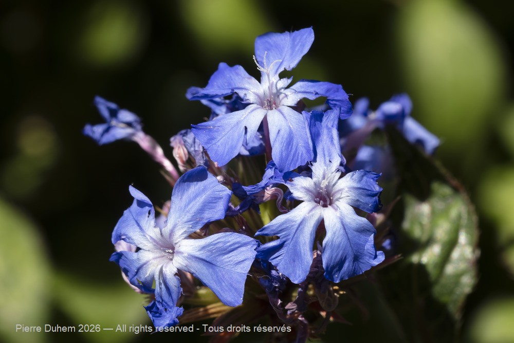  > Plumbaginales > Plumbaginaceae > Ceratostigma willmottianum