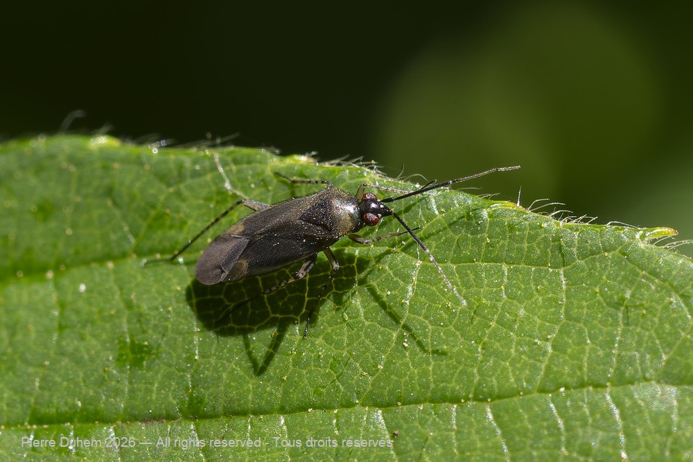 Insecta > Heteroptera > Miridae > Plagiognathus arbustorum