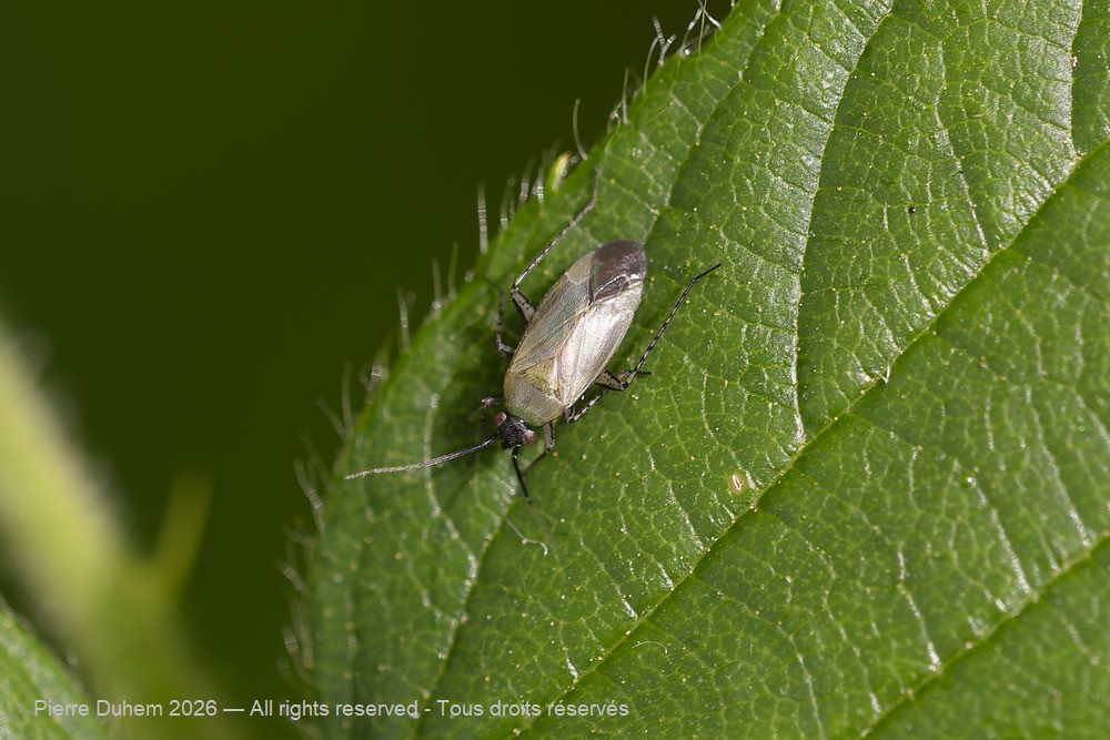 Insecta > Heteroptera > Miridae > Plagiognathus arbustorum