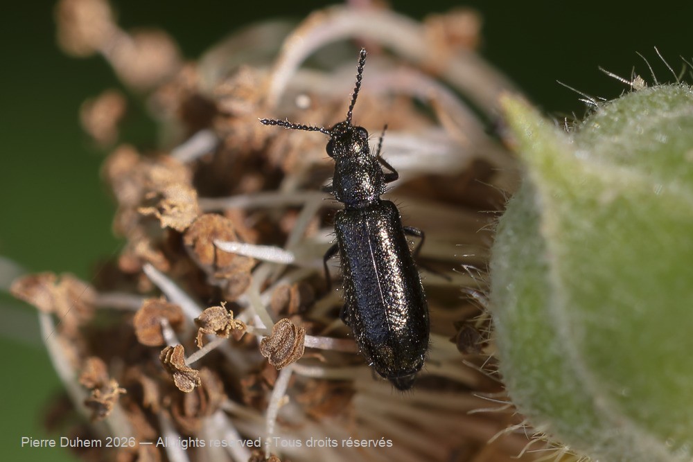 Insecta > Coleoptera > Melyridae > Dasytes sp.