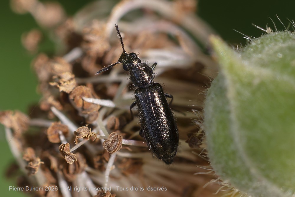Insecta > Coleoptera > Melyridae > Dasytes sp.