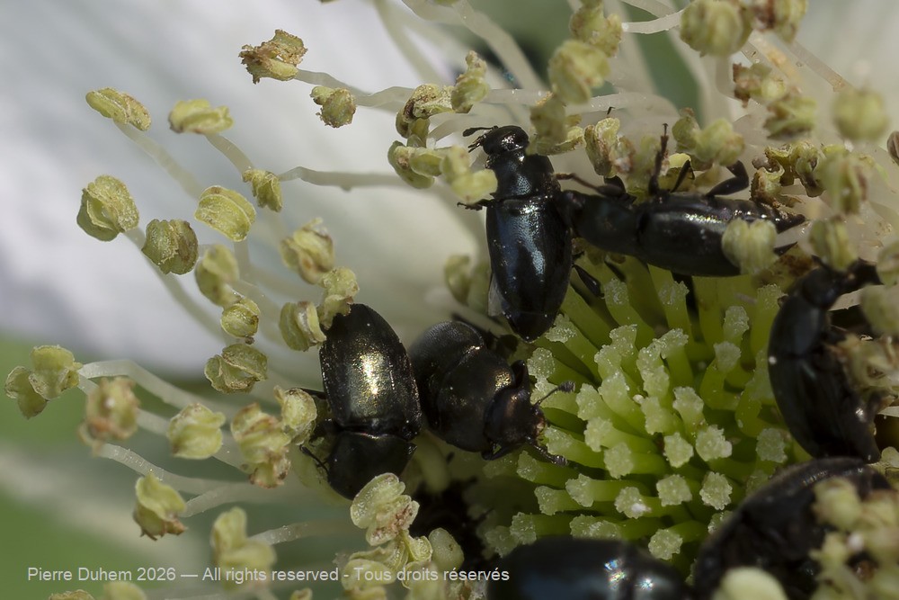 Insecta > Coleoptera > Nitidulidae > Brassicogethes aeneus