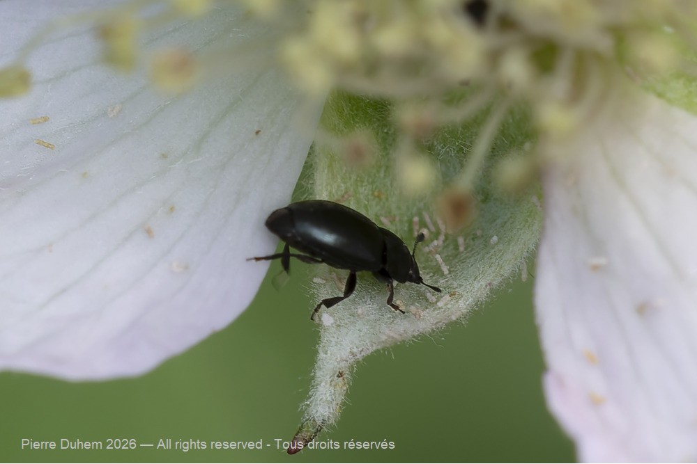 Insecta > Coleoptera > Nitidulidae > Brassicogethes aeneus