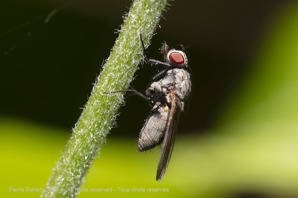 Botanophila fugax