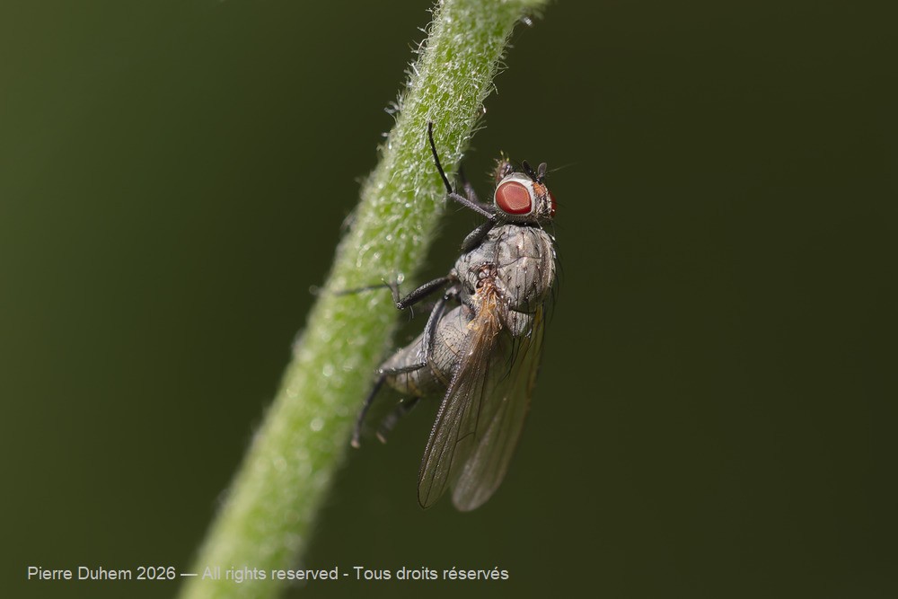 Botanophila fugax